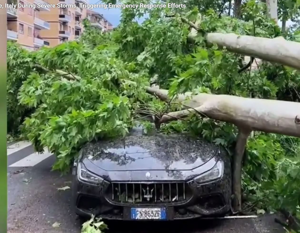 Expensive Car Under Tree