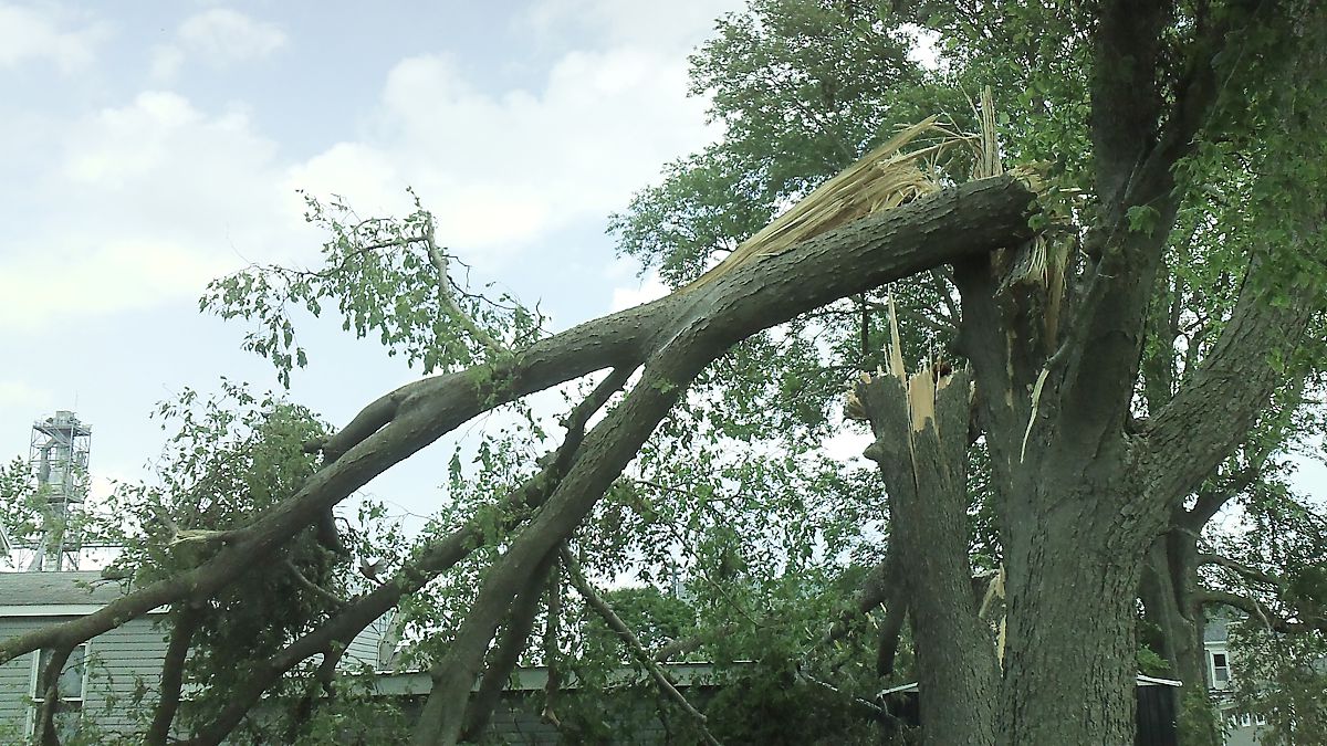 Trees Down