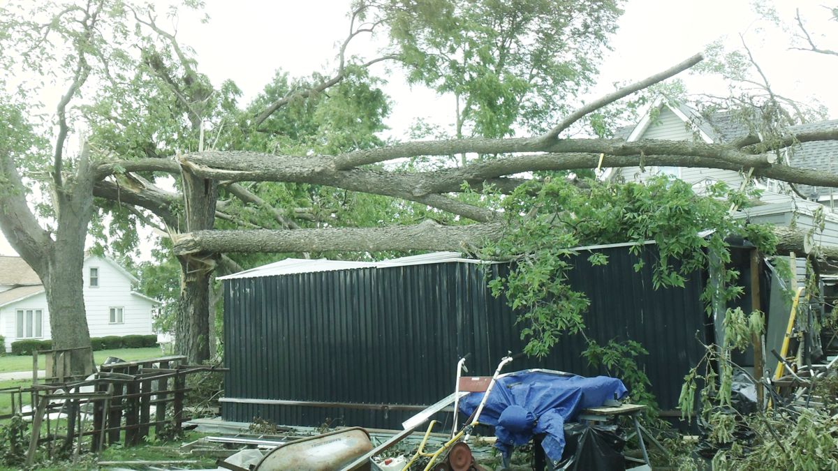 Trees on sheds
